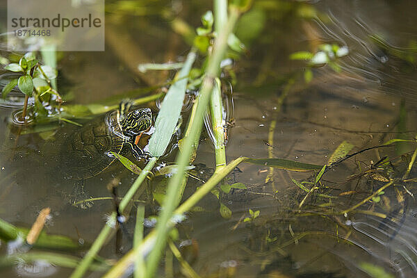 Western Painted Turtle steckt seinen Kopf aus einem See