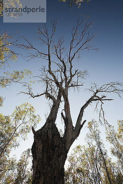 Red Gum-Bäume sind ikonische australische Bäume  die an den Ufern des Murray River wachsen. Sie sind auf einen regelmäßigen Überschwemmungszyklus angewiesen  um zu überleben. Die beispiellose Dürre der letzten 15 Jahre