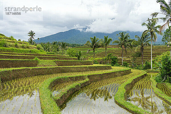 Berg in der Wolkendecke an den Reisfeldern