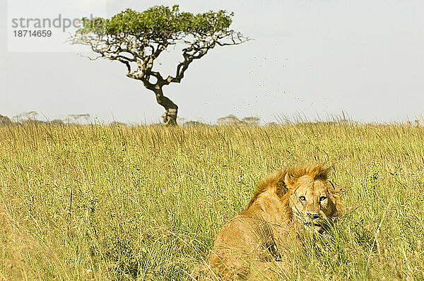 Männlicher Löwe im hohen Gras  Serengeti-Nationalpark  Tansania.