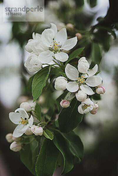 Nahaufnahme von weißen Blüten und Knospen  die im Frühling an einem Baum blühen.