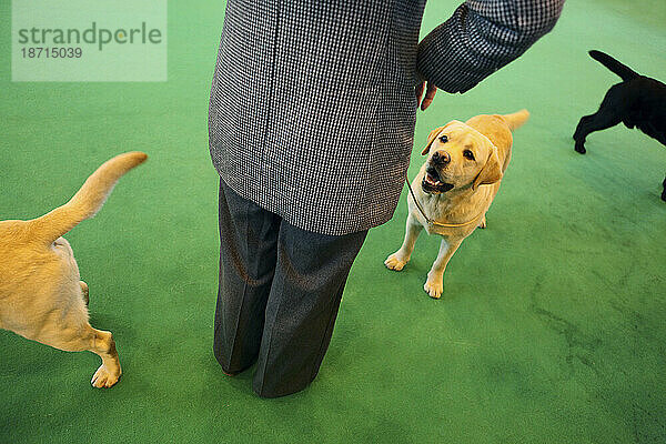 Hunde werden am 7. März 2009 in der Arena der Crufts-Hundeausstellung  National Exhibition Centre  Birmingham  West Midlands  England  Großbritannien  beurteilt.