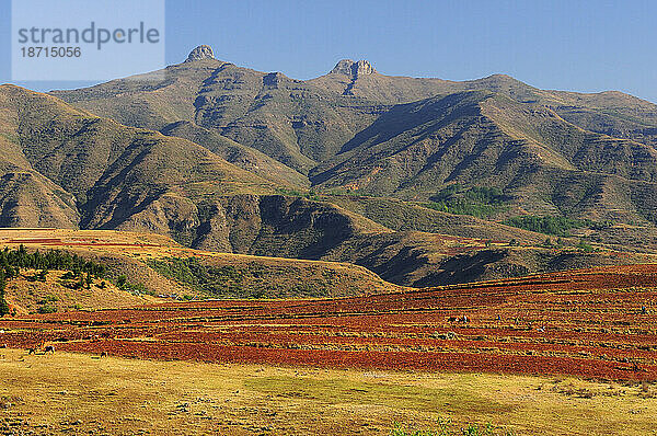 Basotho Fields in der Nähe von Ramabanta  Lesotho  Südafrika