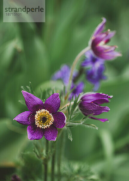 Nahaufnahme einer lila Küchenschelle  die in einem Garten blüht.