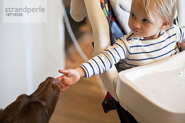 Ein hellhaariges Baby füttert einen Hund von seinem Hochstuhl aus in einem Haus in Portland  Oregon.