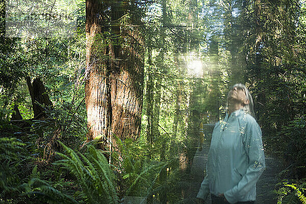 Frau mittleren Alters blickt auf Mammutbäume in Kalifornien – stilisiert
