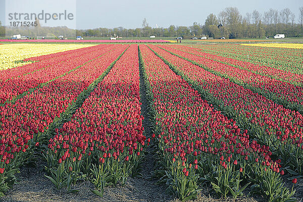 Reihen roter und gelber Tulpen warten darauf  auf einem niederländischen Feld geschnitten zu werden