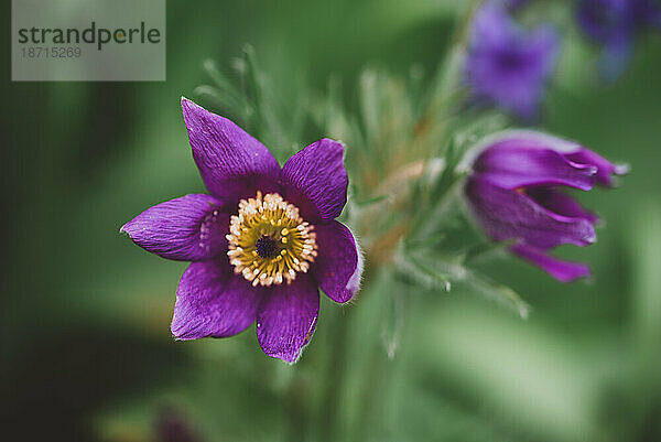 Nahaufnahme einer lila Küchenschelle  die in einem Garten blüht.