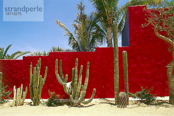 Wüstenkaktus und rote Wand in Cabo San Lucas  Mexiko