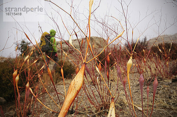 Wandern im Sandsteinbruch. Rote Felsen  Las Vegas  Nevada. USA