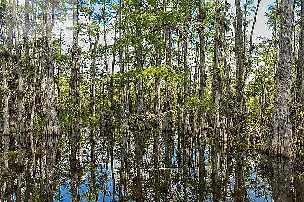 Scenic Drive Cypress National Preserve