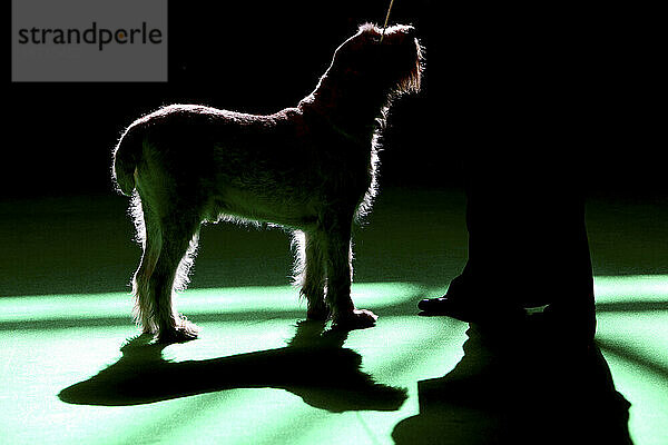 Ein Hund (italienischer Spinone) wird am 7. März 2009 auf der Crufts-Hundeausstellung im National Exhibition Centre in Birmingham  West Midlands  England  Großbritannien  beurteilt.