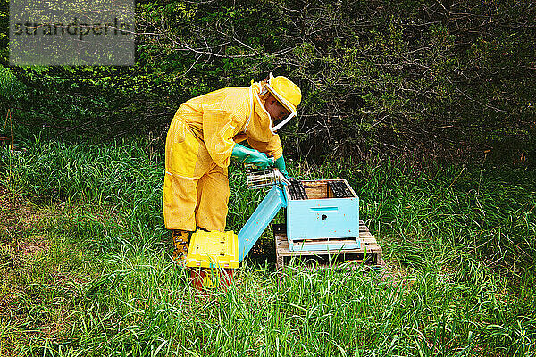 Junger Imker raucht Bienenstockrahmen und kümmert sich um den Bienenstock.