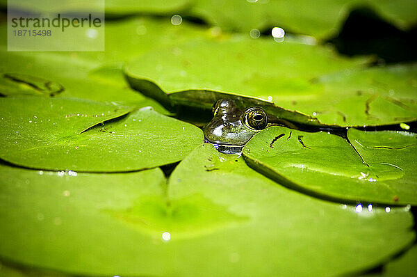 Ein Frosch ragt mit dem Kopf nach oben durch eine Gruppe schwimmender Seerosenblätter.