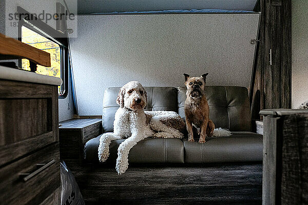 Zwei Hunde sitzen auf der Couch im Wohnwagen und starren in die Kamera