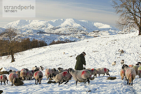 Ein Bauer füttert seine Schafherde mit den Coniston Fells im Winterschnee im Lake District  Großbritannien.