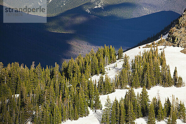 Offene Bestände von Drehkiefern (Pinus contorta) in Baker Gulch  Never Summer Wilderness  Colorado.