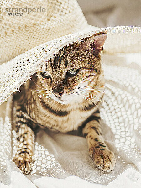 Schöne Katze liegt selig unter Sonne und Hut