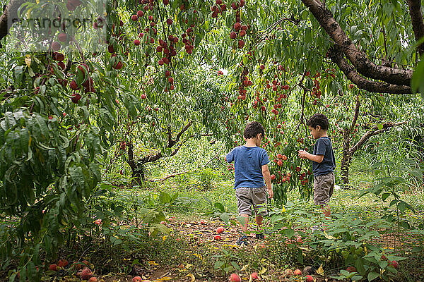 Junge Jungen pflücken Pfirsiche vom Baum im Obstgarten.