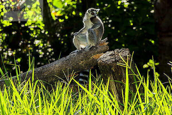 Lemur bewacht sein Territorium