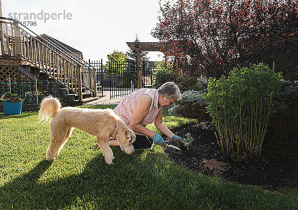 Ältere Frau pflanzt Blumen in einem Garten  neben ihr ihr Hund.