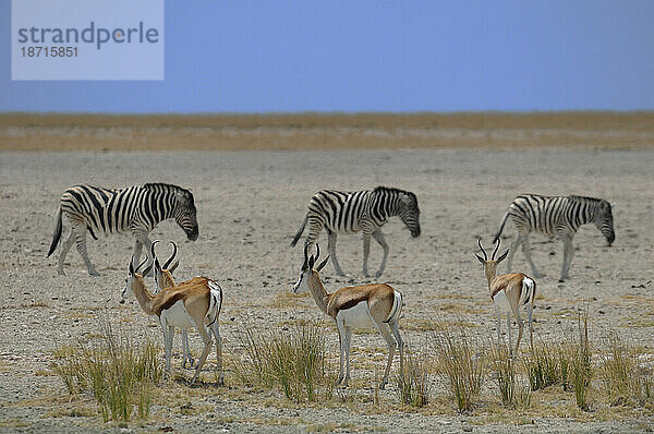 Zebra (Equus burchelli)  Etosha-Nationalpark  Kunene-Region  Namibia
