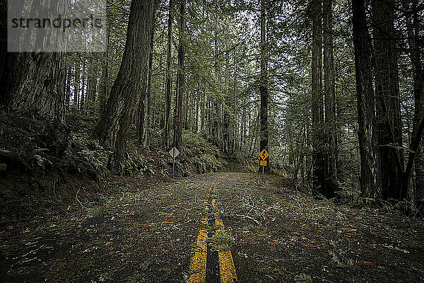 Leere Straße in einem mit Ästen bedeckten Wald nach einem Sturm
