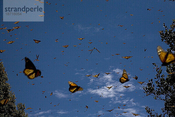 Monarchfalter (Danaus plexippus) fliegen im Cerro Pelon Schutzgebiet für Monarchfalter in der Nähe des Dorfes Capulin im mexikanischen Bundesstaat Mexiko