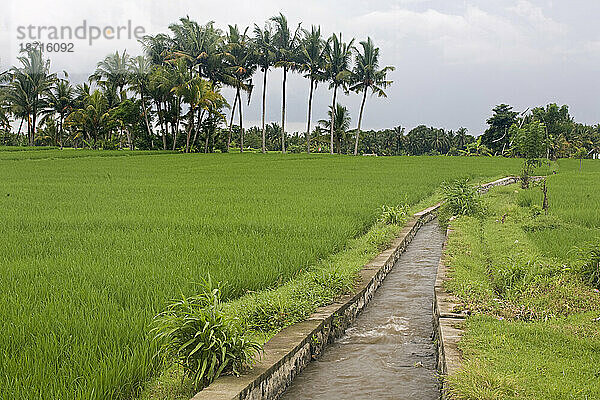Bewässerung fließt in Richtung Reisfelder und Palmen