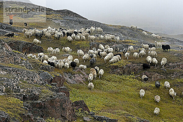 Zusammentreiben von Schlachtschafen in der Nähe von Inneruulalik  Grönland.