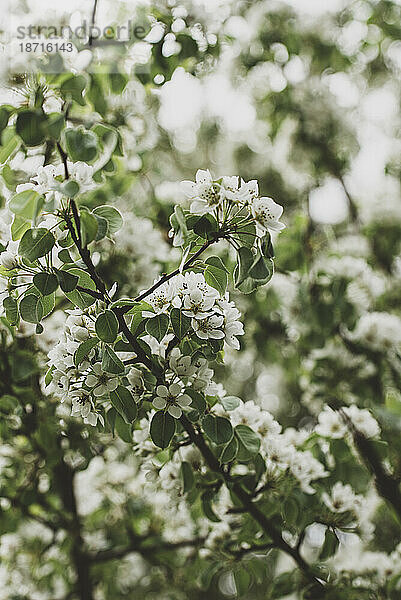 Zweige eines Baumes  bedeckt mit weißen Blüten im Frühling.