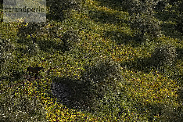 Ein Pferd grast in einem mit gelben Gänseblümchen bedeckten Olivenhain in Prado del Rey  Provinz Cadiz  Andalusien  Spanien.