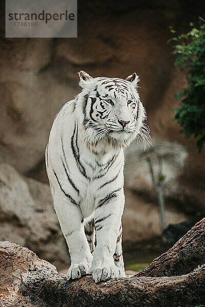 Vorderansicht eines weißen Tigers auf einem Felsen