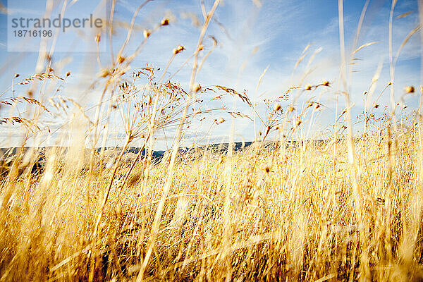 Getrocknetes goldenes Gras auf einem Feld.