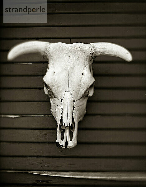 Ein Rinderschädel schmückt die Außenwand eines rustikalen Ranchhauses in Texas.