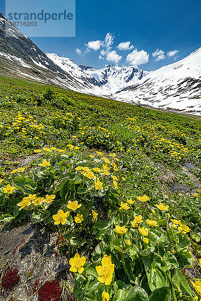 Blühende Wildblumen  Juf  Graubünden  Schweiz