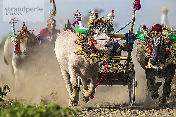 Bufalo-Rennen. Insel Bali. Indonesien.