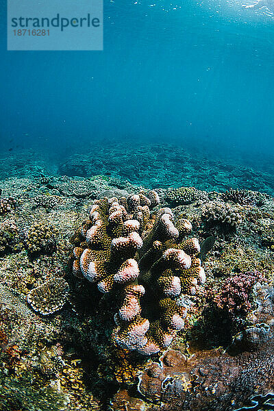 Unterwasseransicht der Koralle