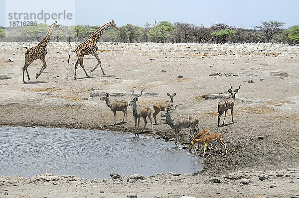 Tiere am Wasserloch  Etosha-Nationalpark  Kunene-Region  Namibia