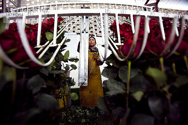 Eine Blumenarbeiterin vermisst langstielige Fair-Trade-Rosen  um sie für den Versand rechtzeitig zum Valentinstag zu sortieren.