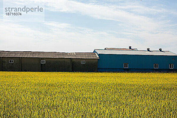 goldene Reisfelder und farbenfrohe Lagerhäuser