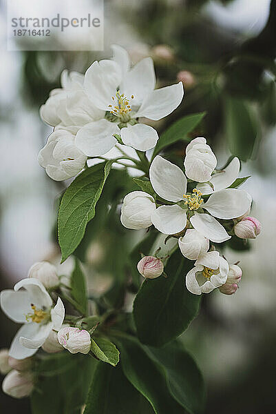 Nahaufnahme von weißen Blumen  die im Frühling an einem Baum blühen.