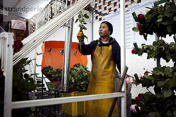 Eine Blumenarbeiterin vermisst langstielige Fair-Trade-Rosen  um sie für den Versand rechtzeitig zum Valentinstag zu sortieren.