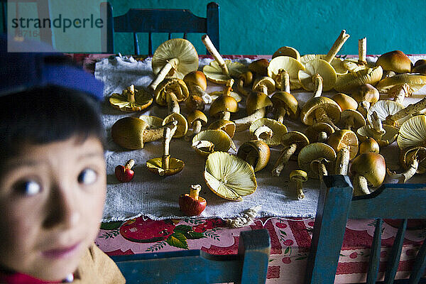 Frisch gepflückte Wildpilze lagen auf einem Tisch in La Neveria  Sierra Norte Mountains  Oaxaca  Mexiko.