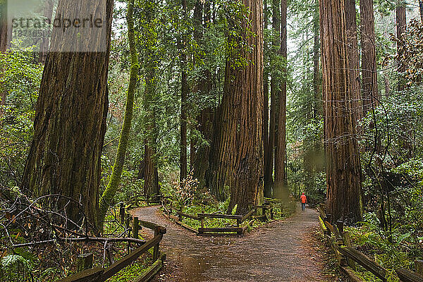 Ein Wanderer spaziert an einem regnerischen Tag durch die Cathedral Grove-Mammutbäume im Muir Woods National Monument  Kalifornien.