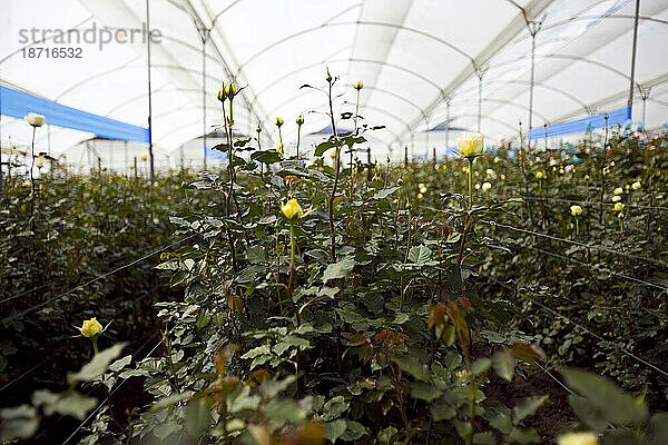 Langstielige gelbe Bio-Rosen aus fairem Handel wachsen in einem Gewächshaus in Ecuador.