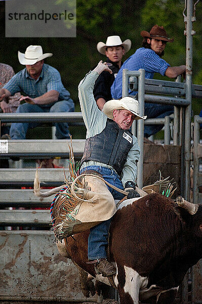 Die harte und dunkle Seite der Rodeo Cowboys: Ein Reiter und ein Bulle explodieren aus den Rutschen einer kleinen Arena