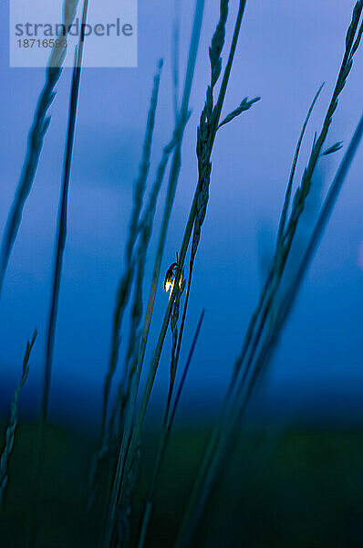Glühwürmchen auf Gras in der Nacht