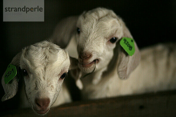 Zwei Ziegenbabys auf der Andrew & Jennifer Miller Farm  Rush Creek Farms in Sidney  Illinois.