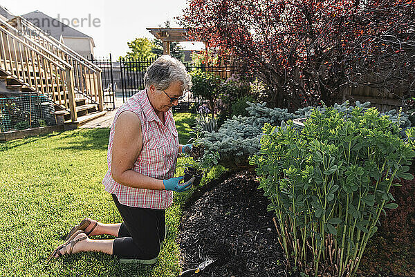 Ältere Frau pflanzt an einem Sommertag Blumen in einem Hinterhofgarten.